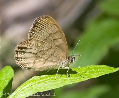 Appalachian Brown