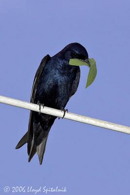 Purple Martin