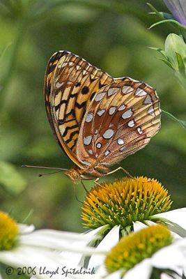 Great Spangled Fritillary