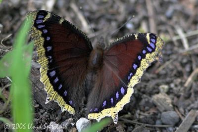 Mourning Cloak