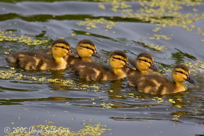Mallard ducklings