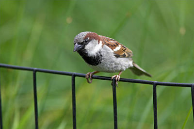 House Sparrow