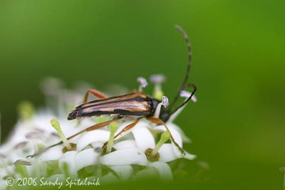  Flower Longhorned Beetle