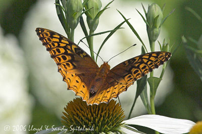 Great Spangled Fritillary