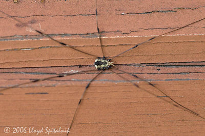 Harvestman