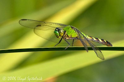 Eastern Pondhawk (female)