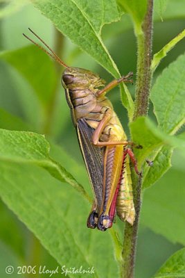 Grasshoppers & Katydids