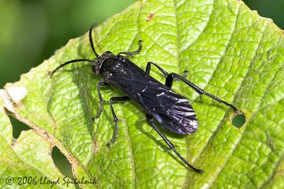 Common Sawfly