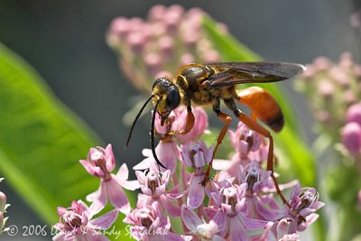 Great Golden Digger Wasp