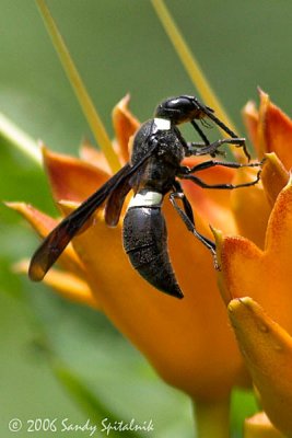 Four-toothed Mason Wasp (male)