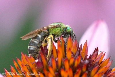 Bicolored Striped-Sweat bee (female)