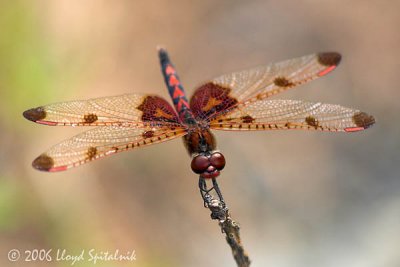 Calico Pennant