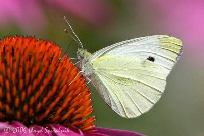 Cabbage White