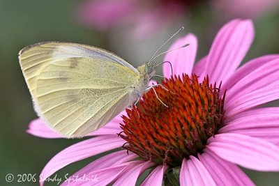 Cabbage White