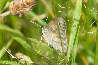 Common Ringlet