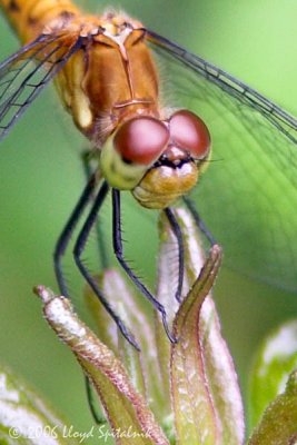 Ruby or Cherry-faced Meadowhawk