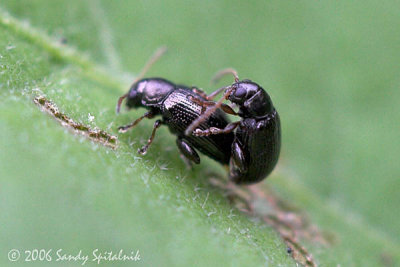 Flea Beetles