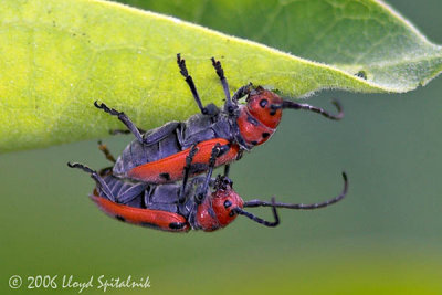 Red Milkweed Beetles