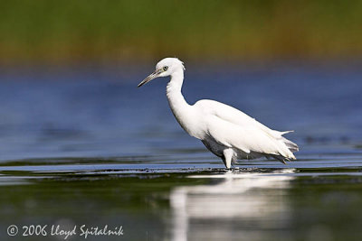 Little Blue Heron (juvenile)