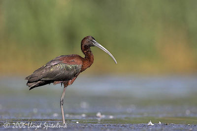 Glossy Ibis