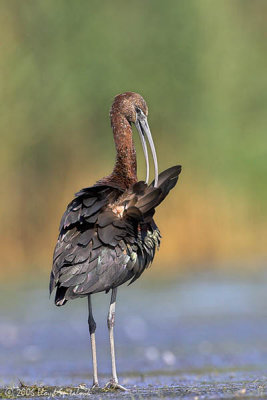 Glossy Ibis