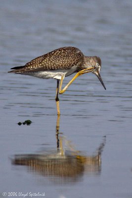 Lesser Yellowlegs