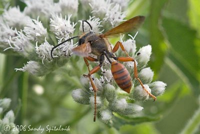 Grass-carrying Wasp