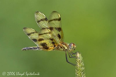 Halloween Pennant (female)