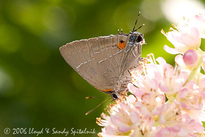 White-M Hairstreak