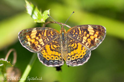 Pearl Crescent (female)