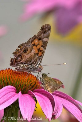 American Lady and Skipper