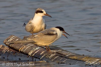 Forster's and Common Terns