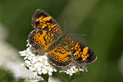 Pearl Crescent (male)