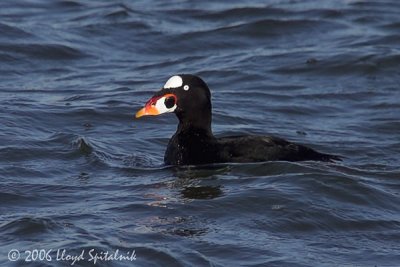 Surf Scoter