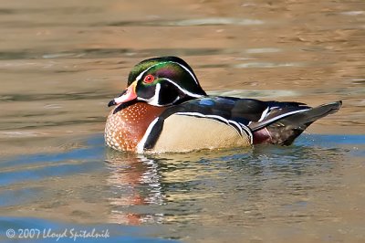 Wood Duck 