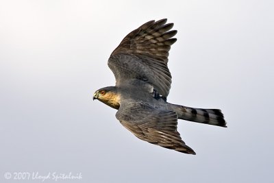 Sharp-shinned Hawk