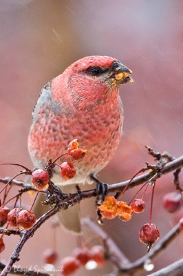 Pine Grosbeak