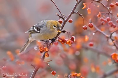 Pine Grosbeak (female)