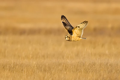 Short-eared Owl
