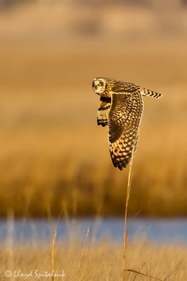 Short-eared Owl