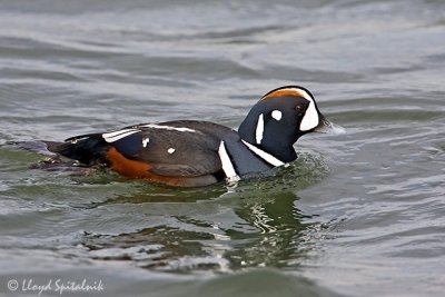 Harlequin Duck