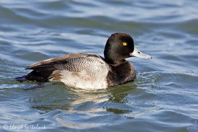 Lesser Scaup