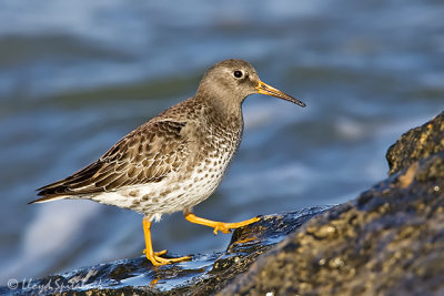 Purple Sandpiper (1st winter)