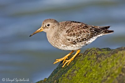 Purple Sandpiper (1st winter)