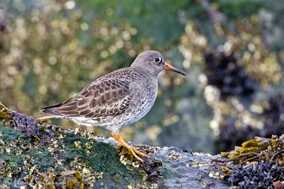 Purple Sandpiper (1st winter)