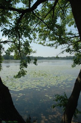 Lily Lake Two