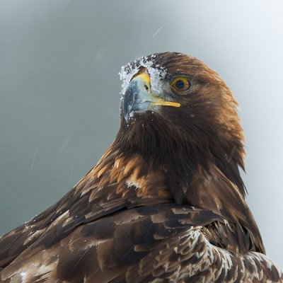 golden eagle  steenarend (NL) kongeørn (NO)  Aquila chrysaetos