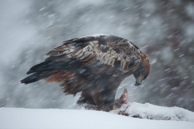 golden eagle  steenarend (NL) kongern (NO)  Aquila chrysaetos