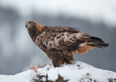 golden eagle  steenarend (NL) kongern (NO)  Aquila chrysaetos