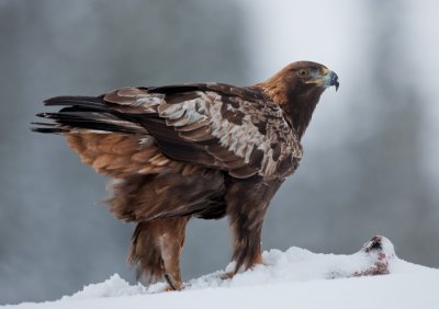 golden eagle  steenarend (NL) kongern (NO)  Aquila chrysaetos